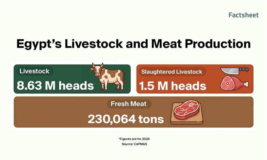 Inside Egypt’s Livestock and Meat Market